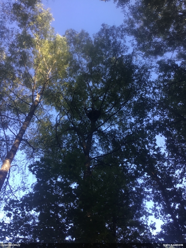 канюк