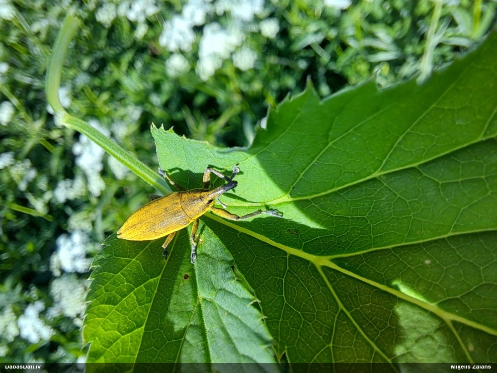 Smecernieks Lixus iridis