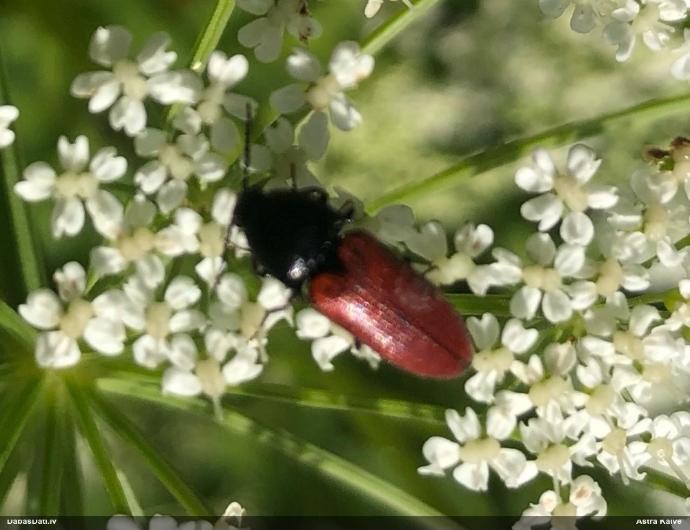 Sprakšķis Ampedus sp.