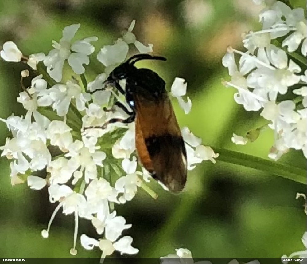 Koklapsene (nenoteikta)