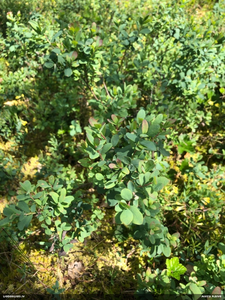 bog Bilberry