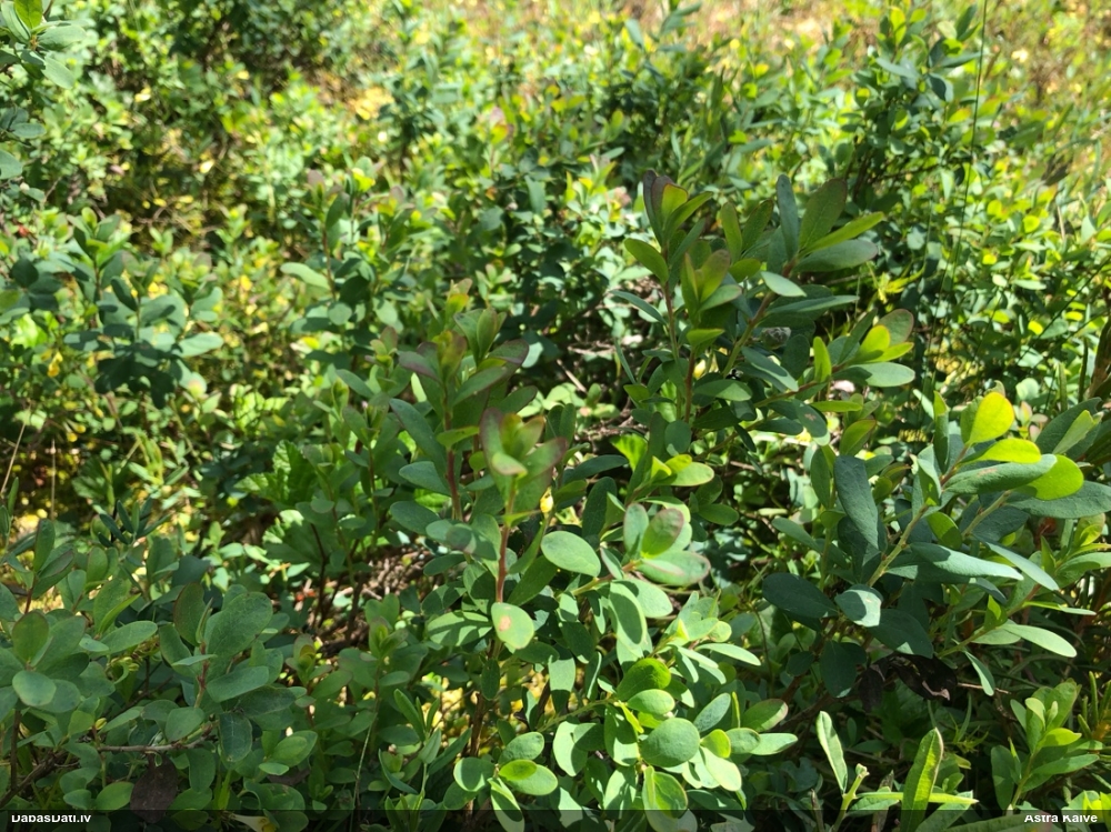 bog Bilberry