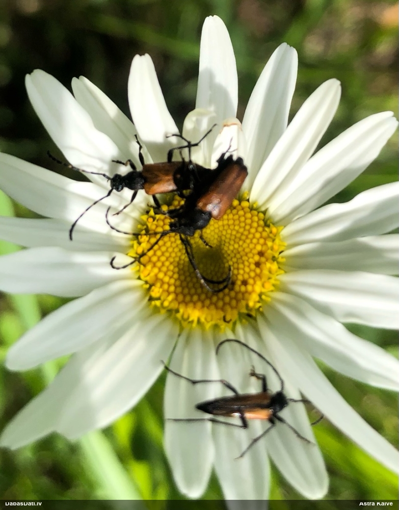 Koksngrauzis Stictoleptura maculicornis