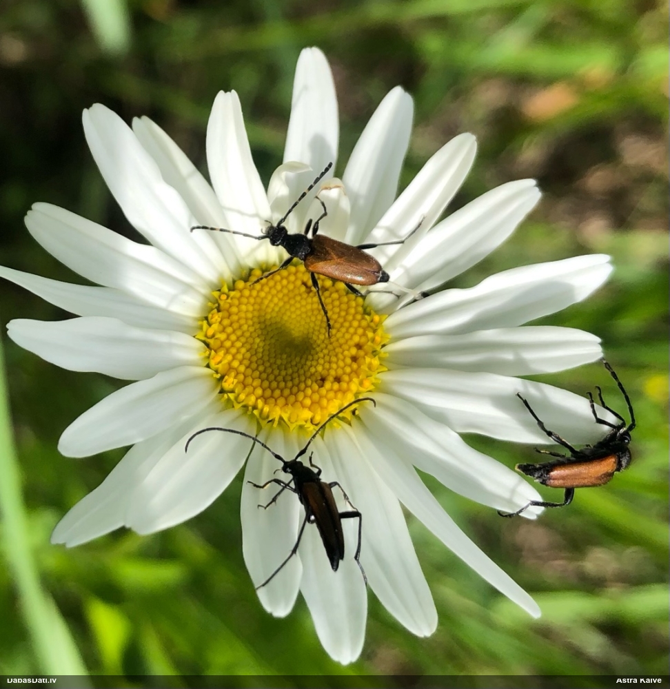 Koksngrauzis Stictoleptura maculicornis