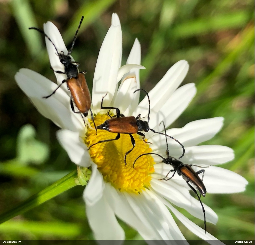 Koksngrauzis Stictoleptura maculicornis