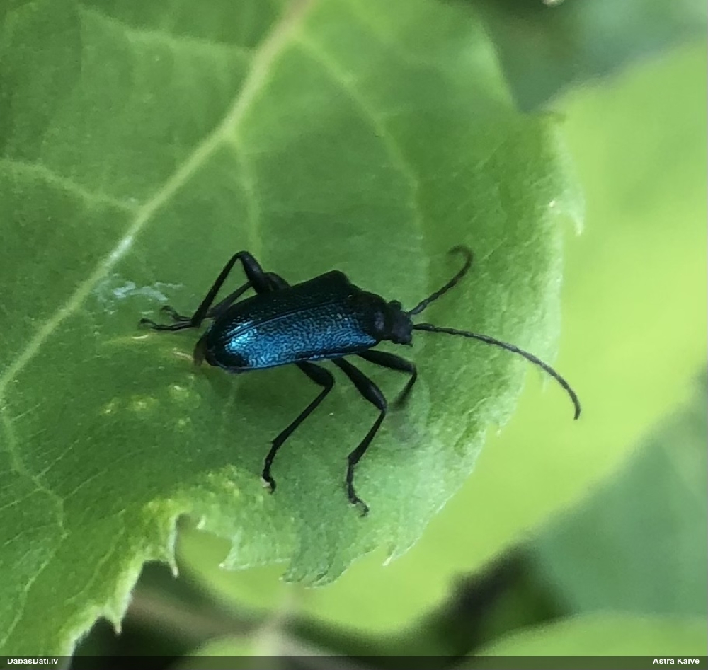 Koksngrauzis Gaurotes virginea