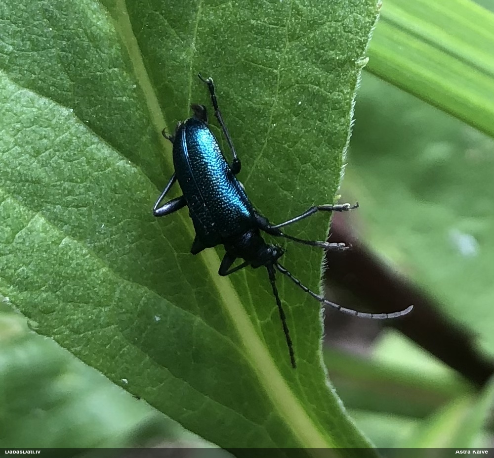Koksngrauzis Gaurotes virginea