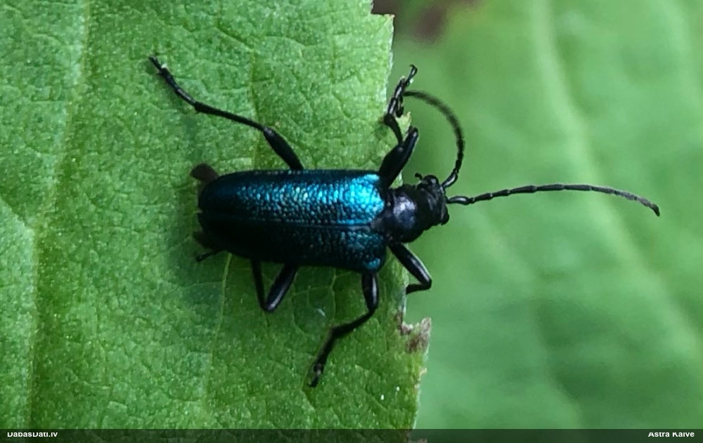 Koksngrauzis Gaurotes virginea