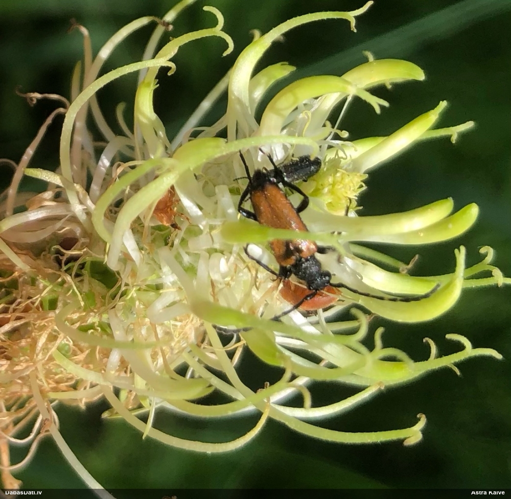 Koksngrauzis Stictoleptura maculicornis