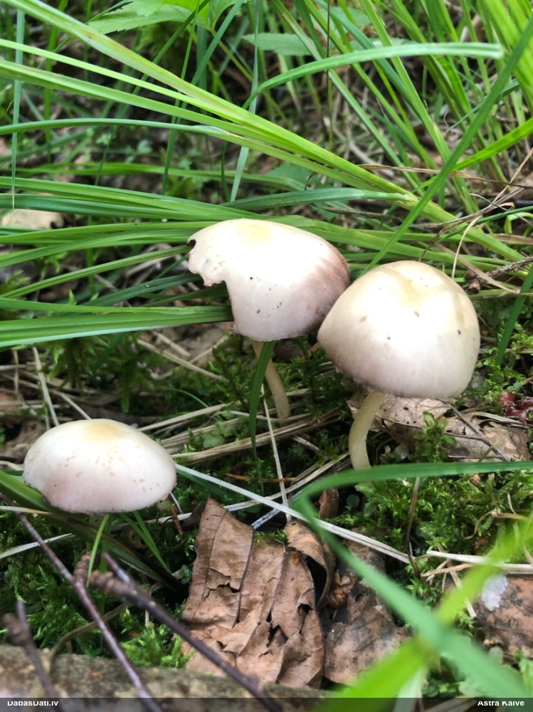 Kandola spīgulīte