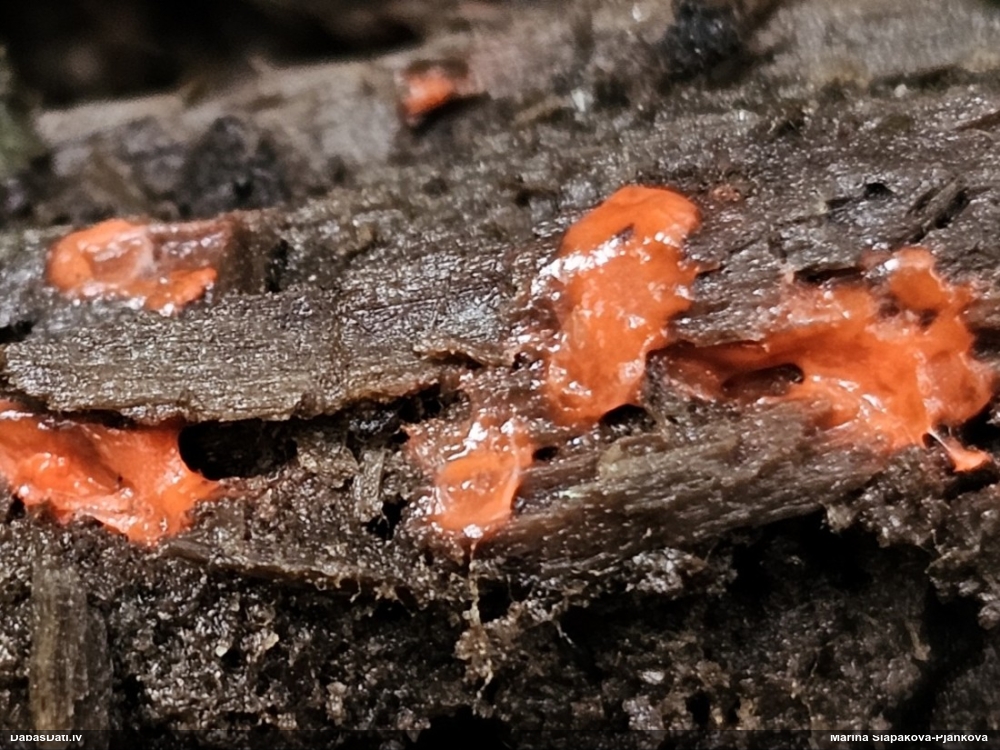 Koniskā vilkpienaine