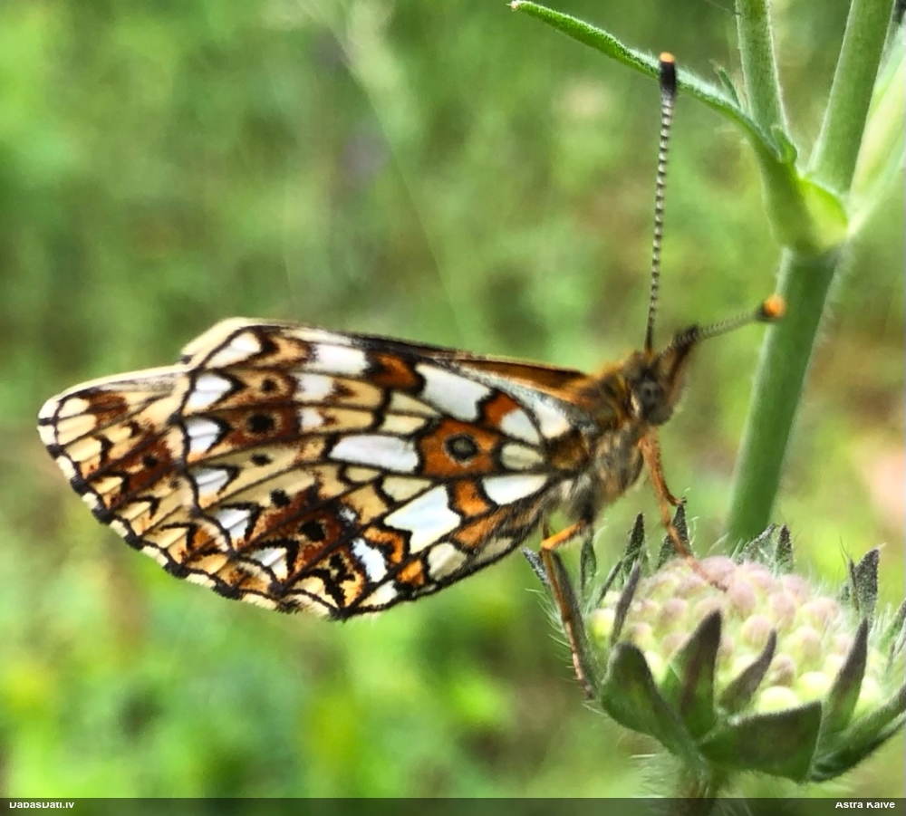 Parastais purvraibenis