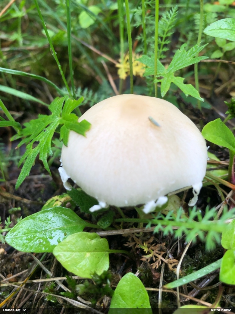 Kandola spīgulīte