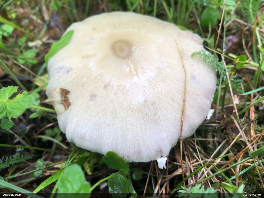 Kandola spīgulīte