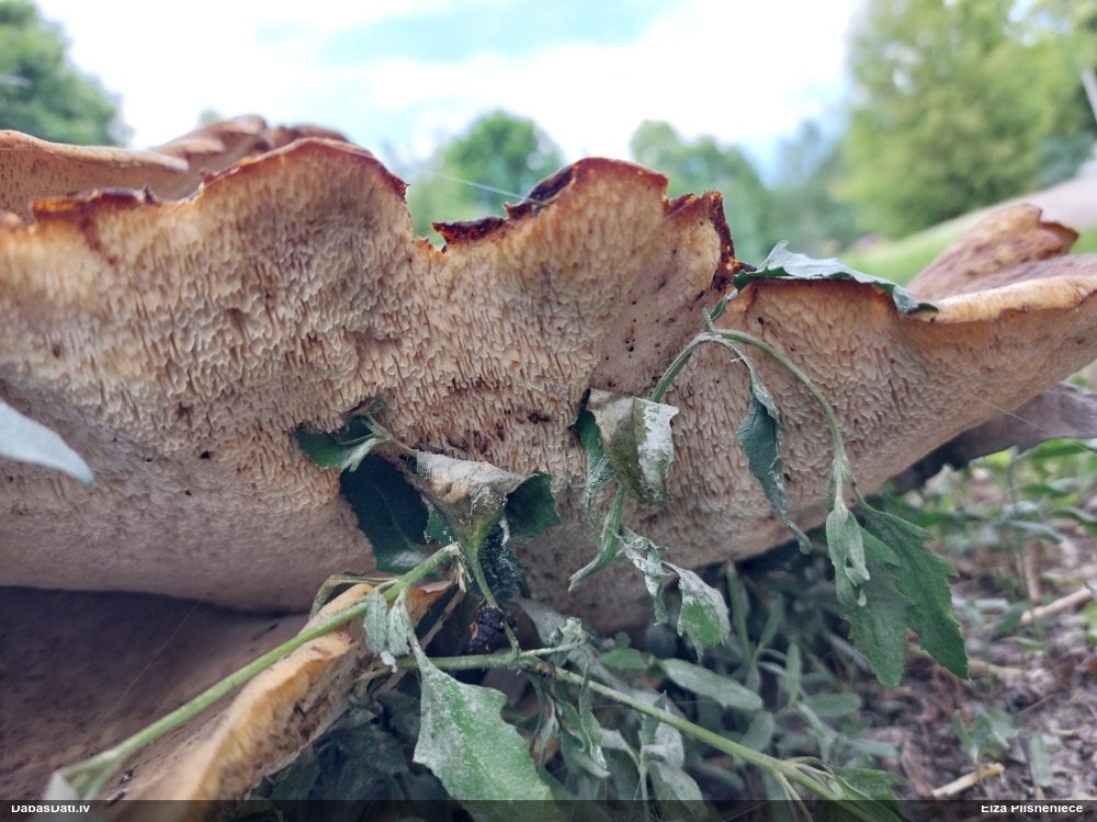 Zvīņainā kātiņpiepe