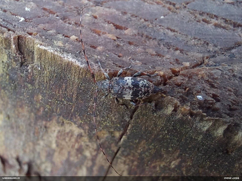 Koksngrauzis Leiopus nebulosus/linnei