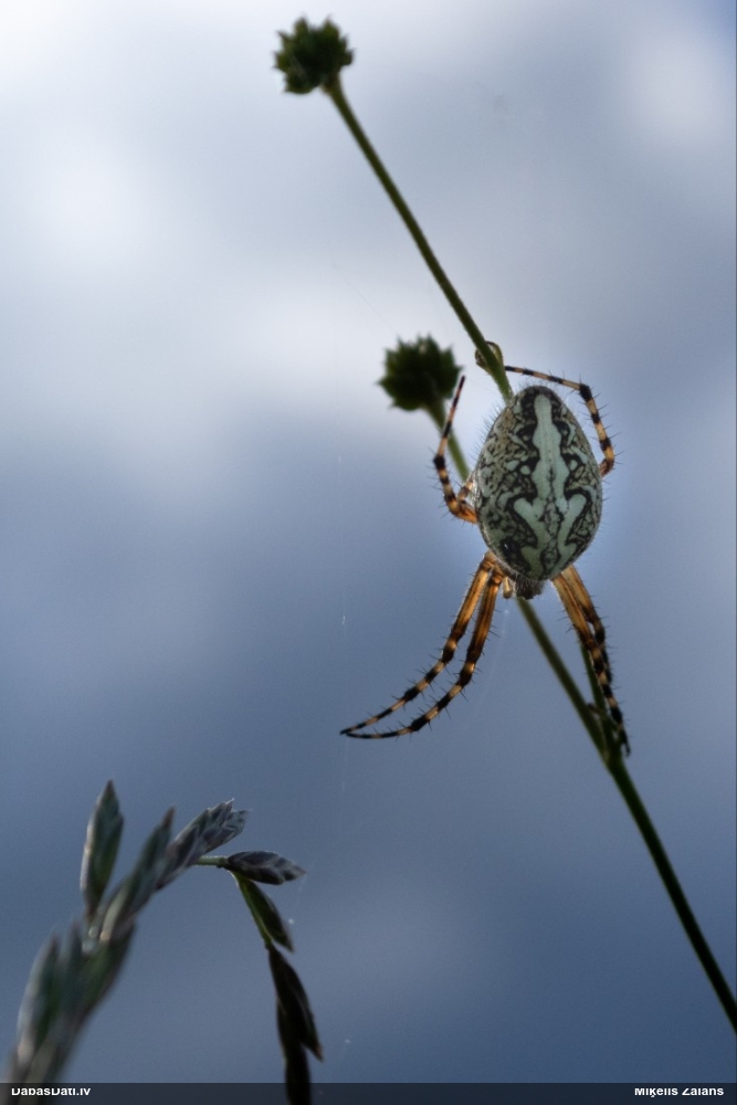 Riteņzirneklis Aculepeira ceropegia