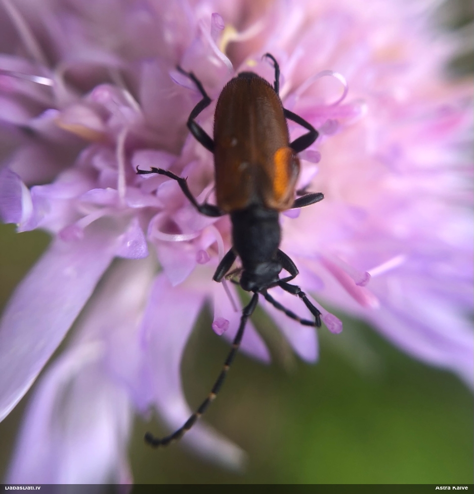Koksngrauzis Stictoleptura maculicornis