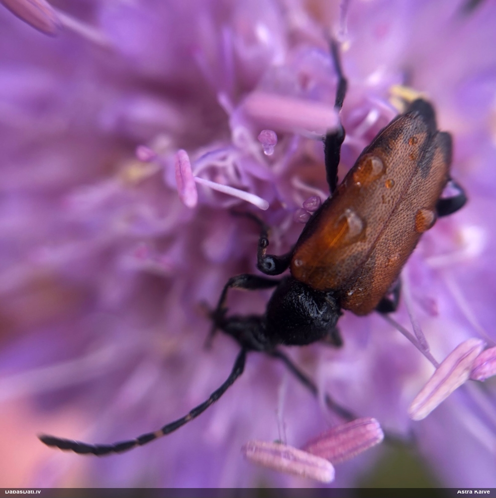 Koksngrauzis Stictoleptura maculicornis
