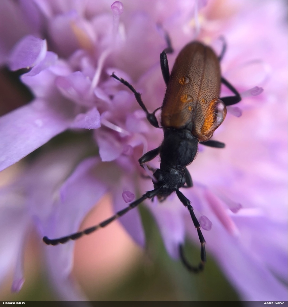 Koksngrauzis Stictoleptura maculicornis