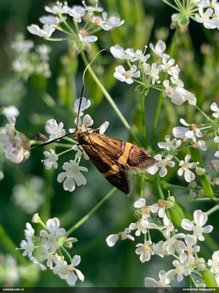 Zaigkode Nemophora degeerella