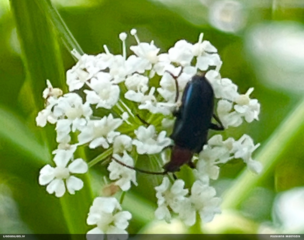 Koksngrauzis Dinoptera collaris