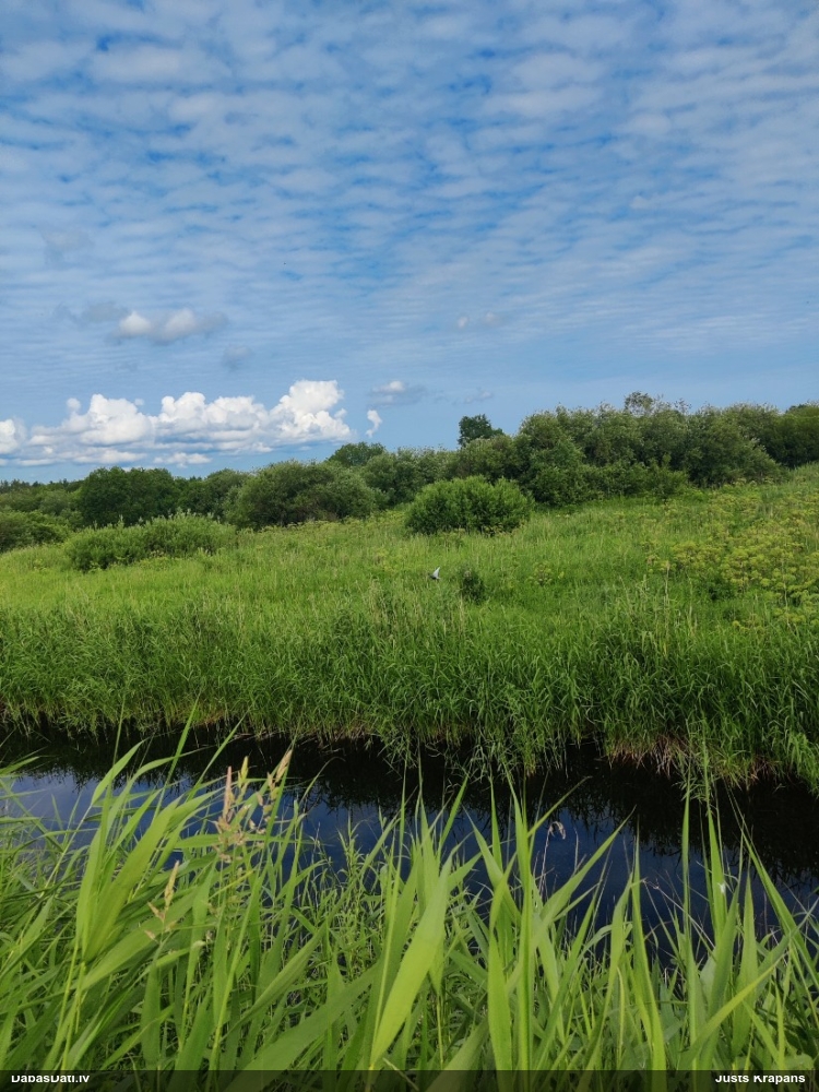 белощекая крачка