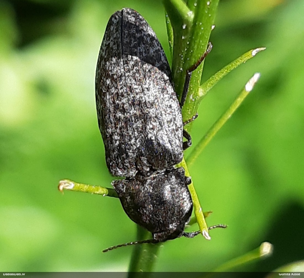 Sprakšķis Agrypnus murinus