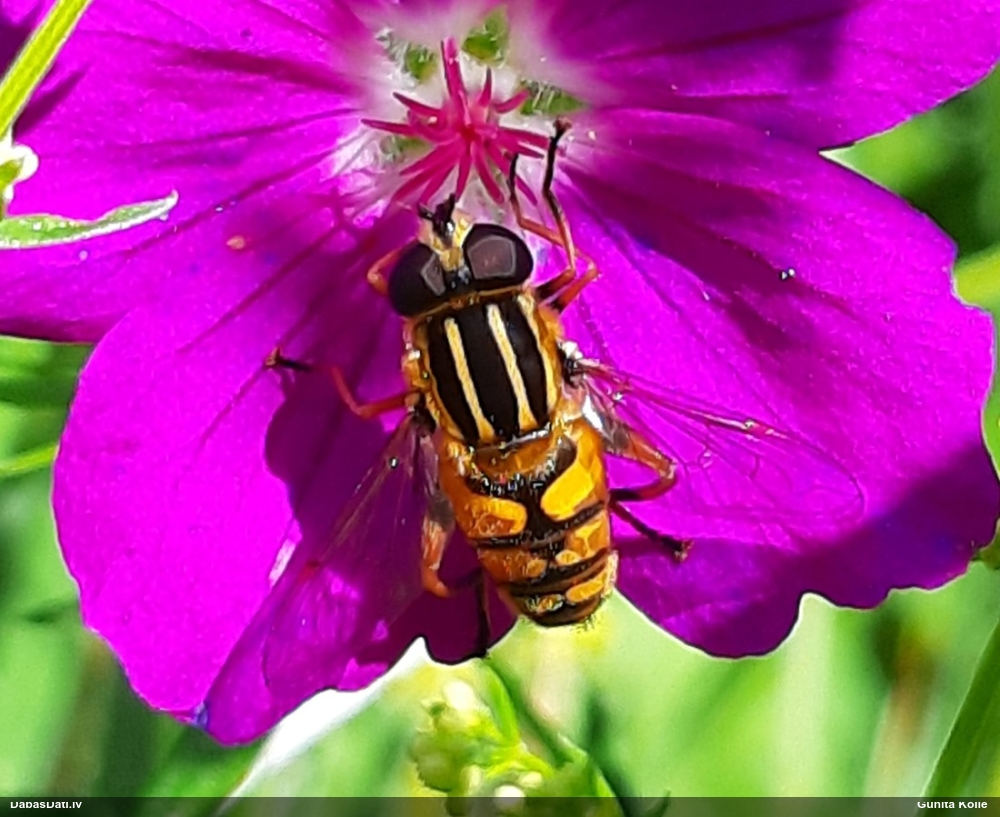 Ziedmuša Helophilus pendulus