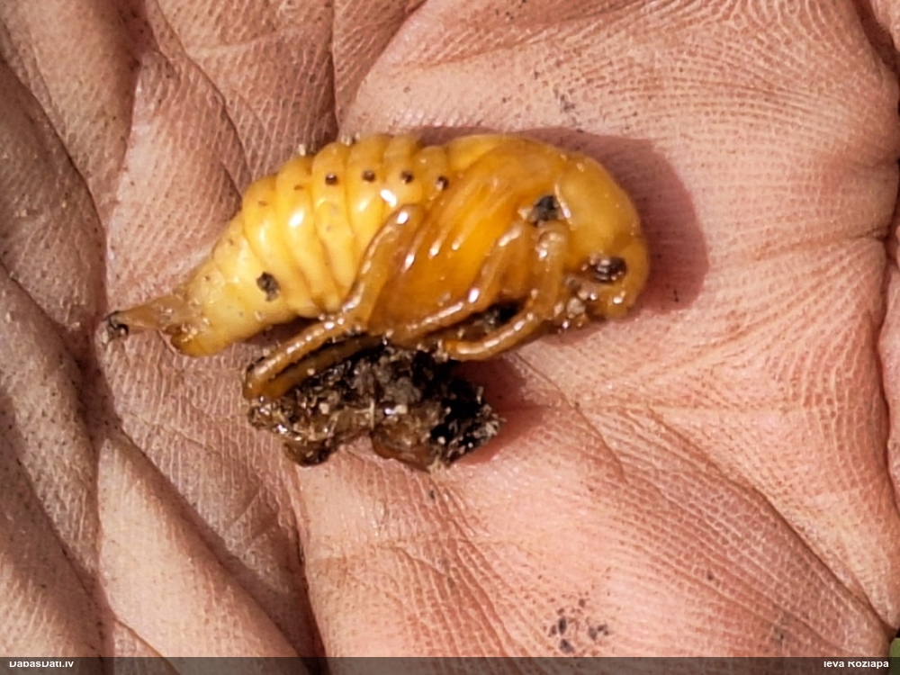 Kukainis (nenoteikts)