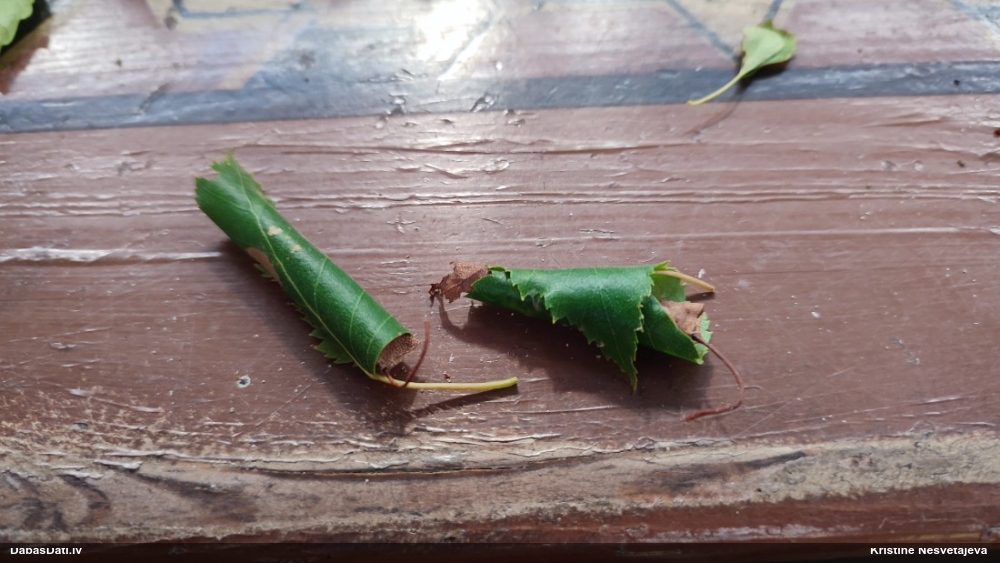 Kukainis (nenoteikts)