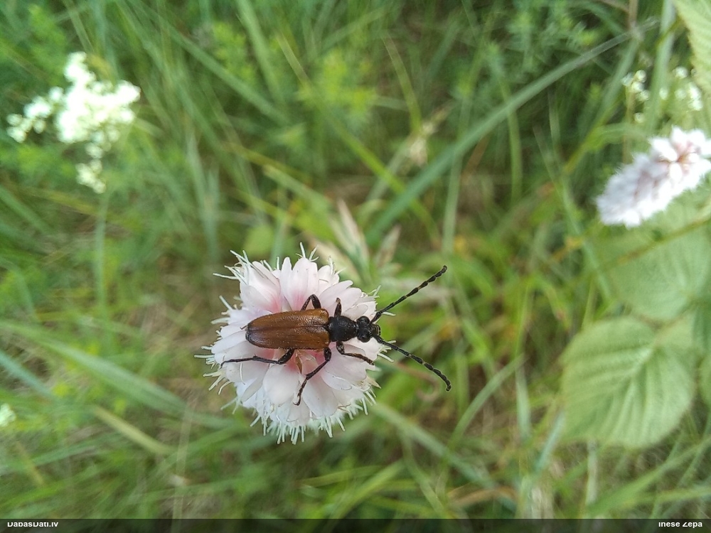 Koksngrauzis Stictoleptura maculicornis