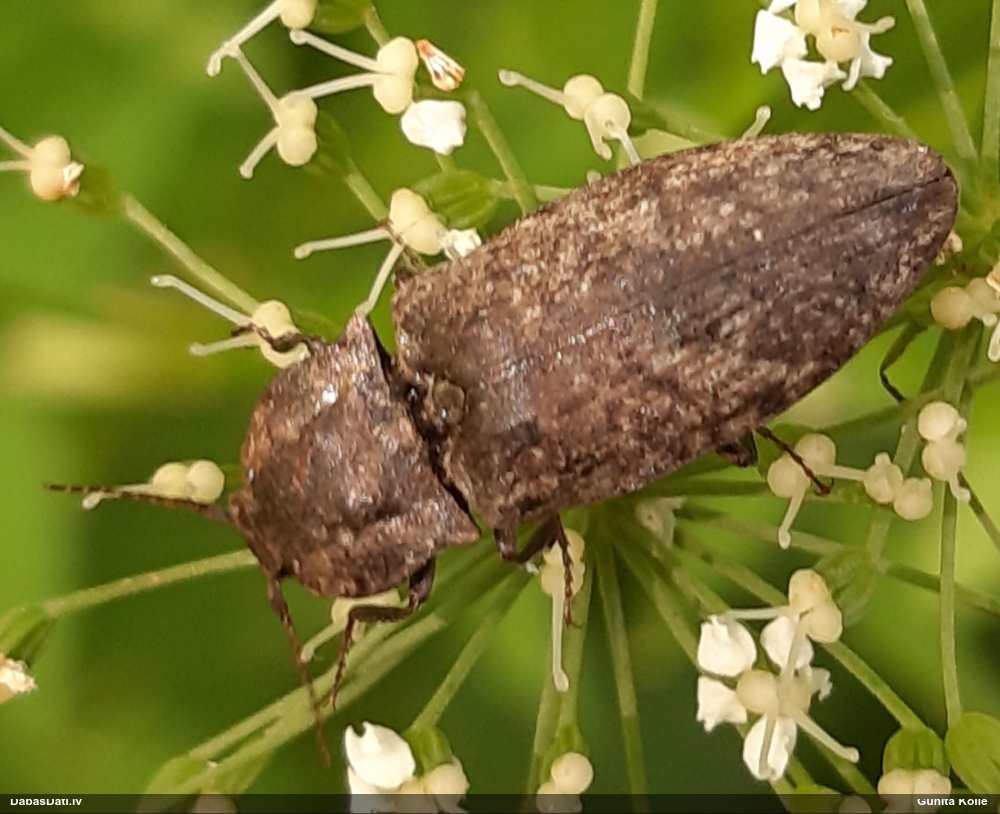 Sprakšķis Agrypnus murinus