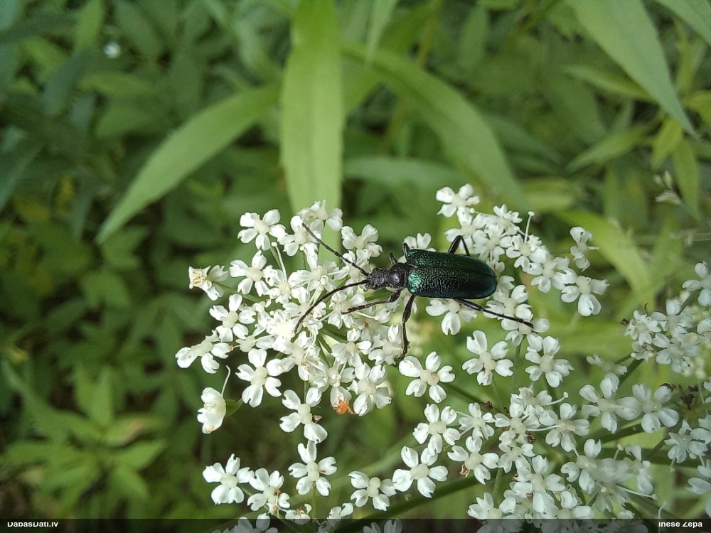 Koksngrauzis Gaurotes virginea
