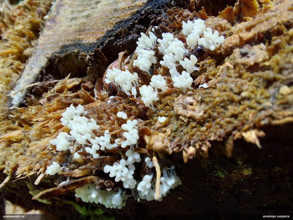 Arcīrija (nenoteikta)