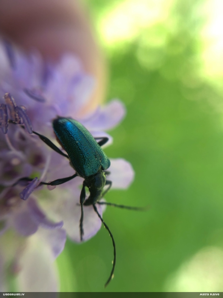 Koksngrauzis Gaurotes virginea