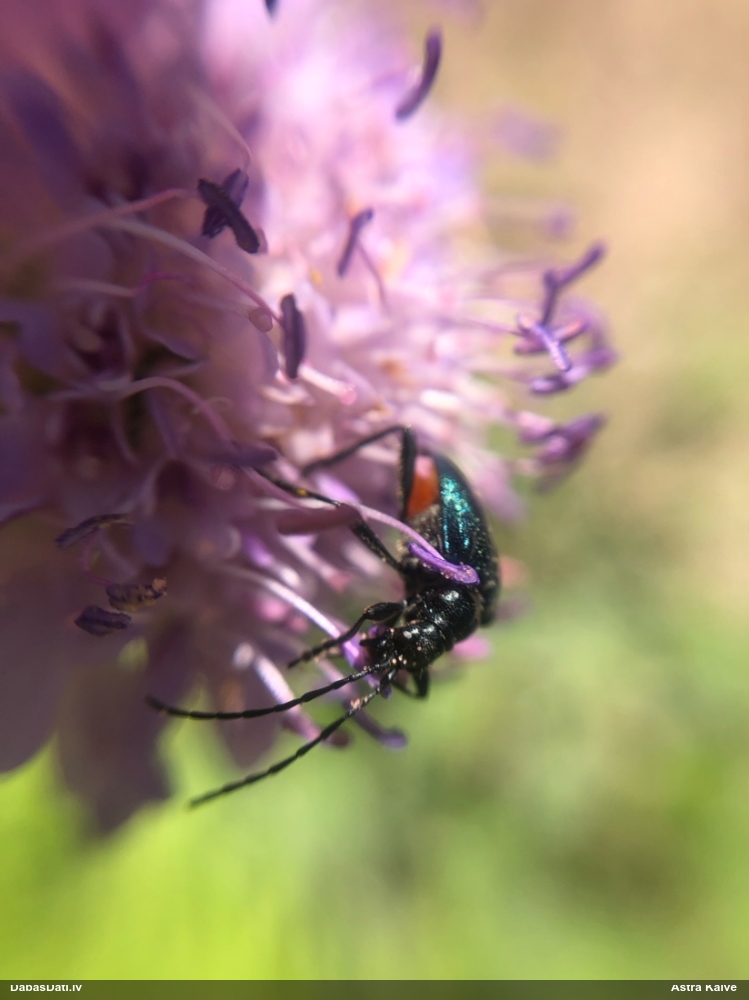 Koksngrauzis Gaurotes virginea