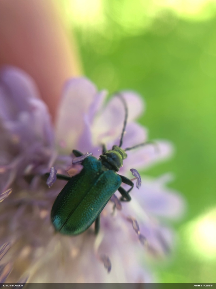 Koksngrauzis Gaurotes virginea