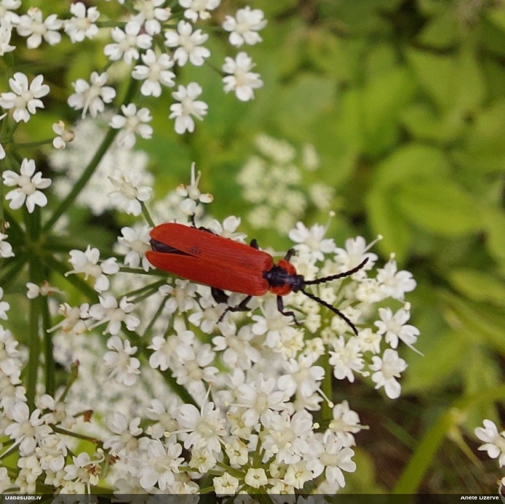Sarkanspārnis Lygistopterus sanguineus