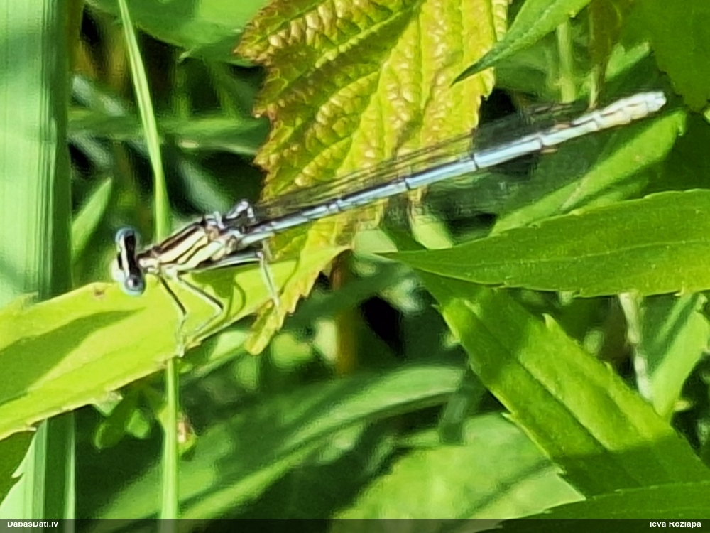 Zilā platkājspāre