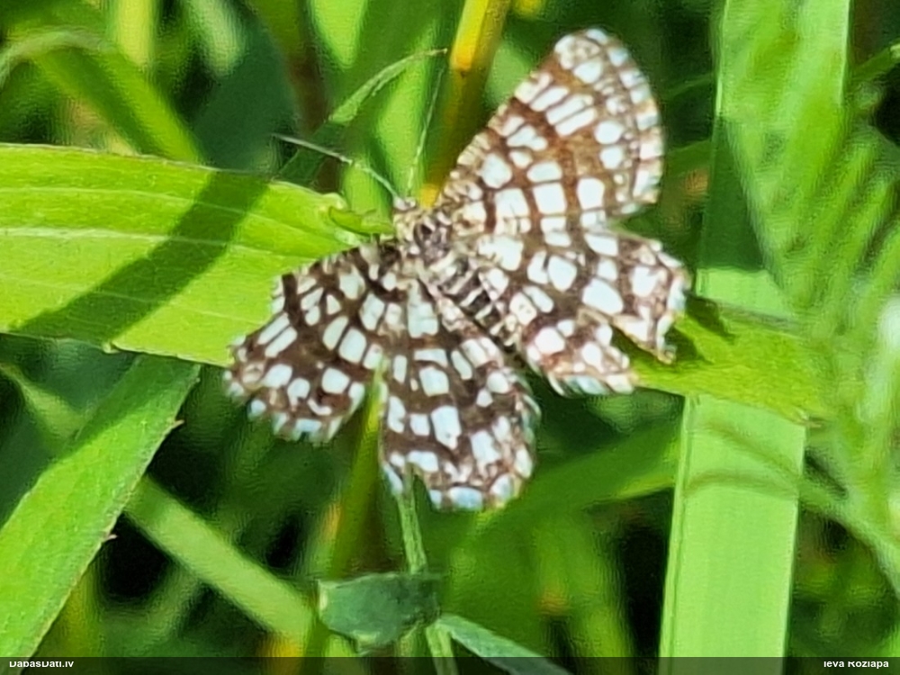 Āboliņa sprīžmetis