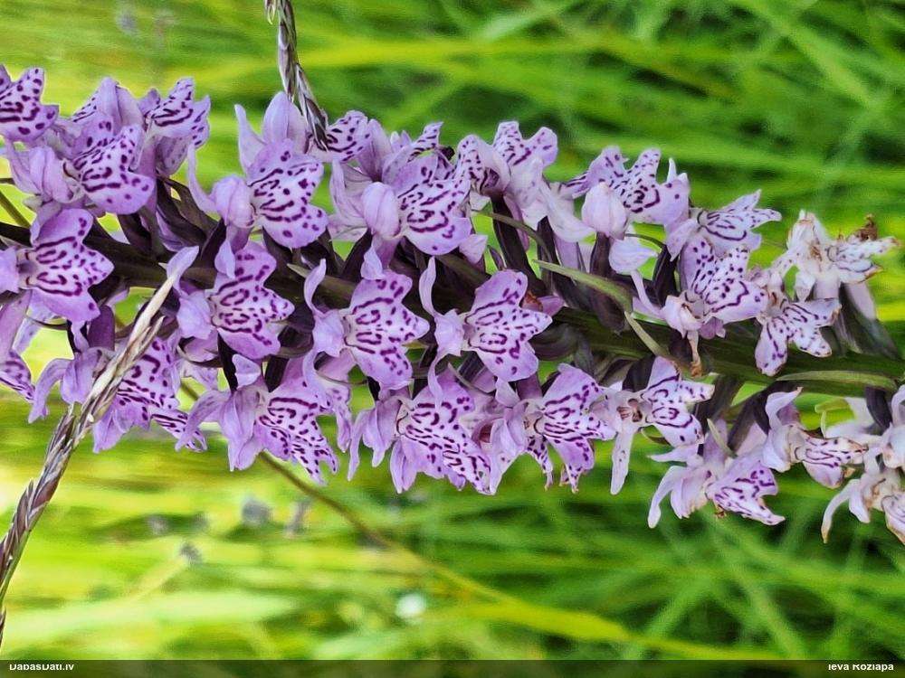 пальчатокоренник балтийский