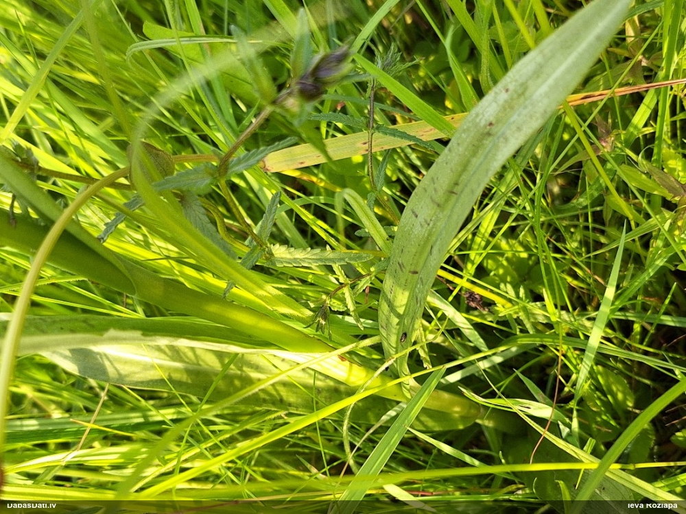 Baltijas dzegužpirkstīte