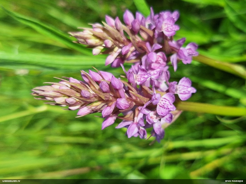 Baltic Marsh-orchid