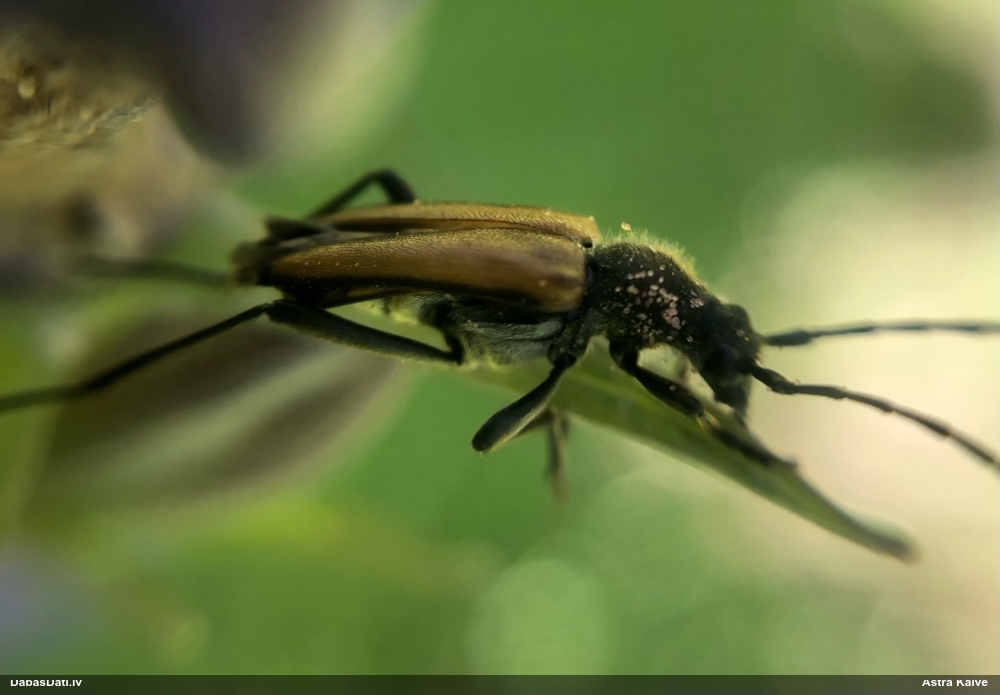 Koksngrauzis Anastrangalia dubia reyi