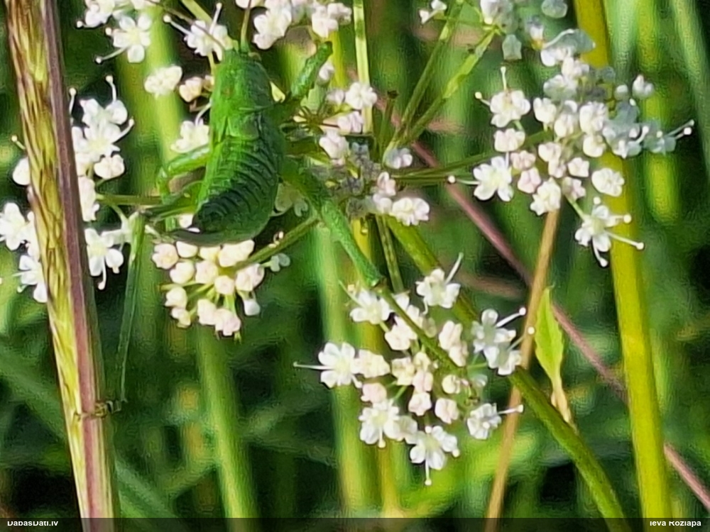 Sienāzis (nenoteikts)