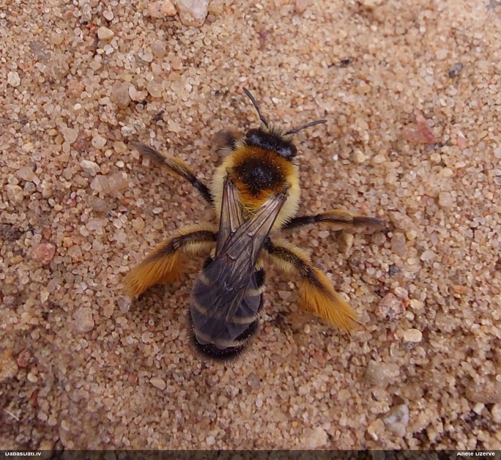 Grumbuļbite Dasypoda hirtipes