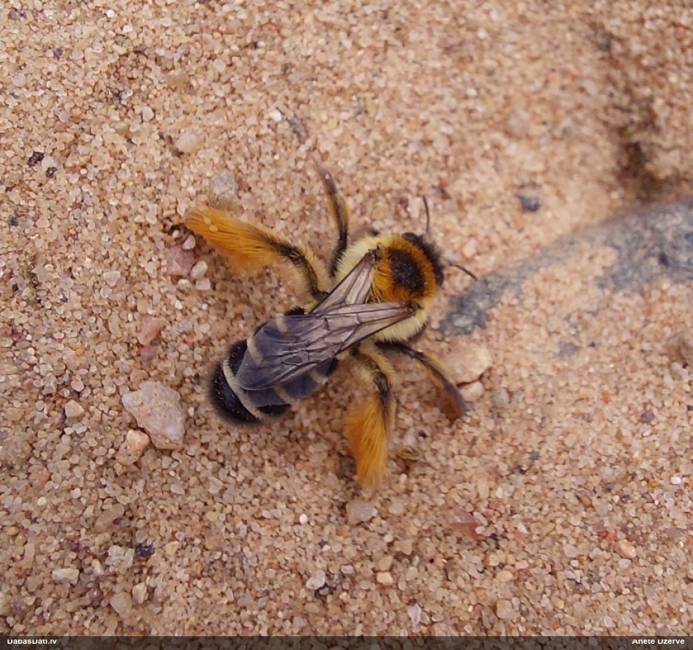 Grumbuļbite Dasypoda hirtipes