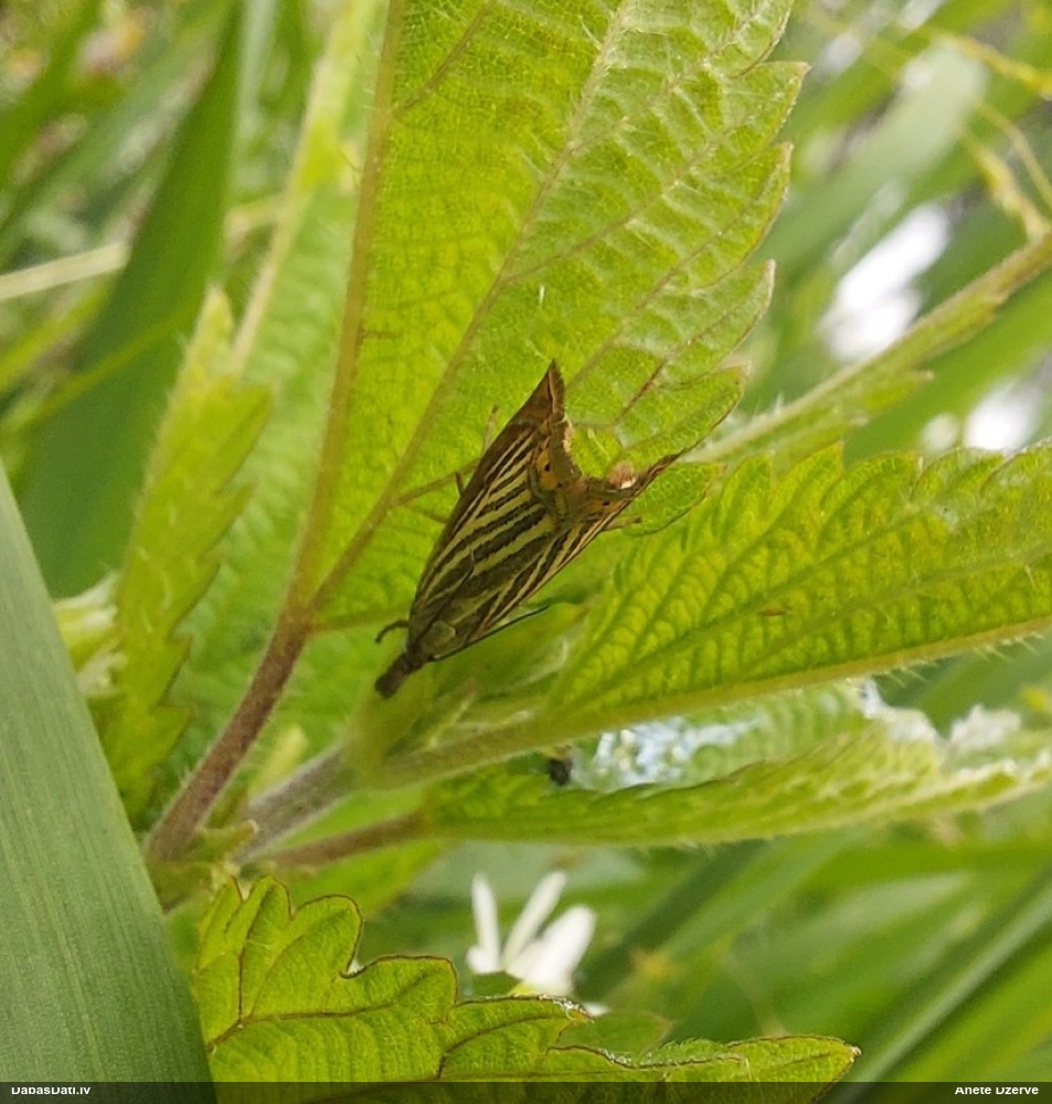 Zāļsvilnis Chrysoteuchia culmella