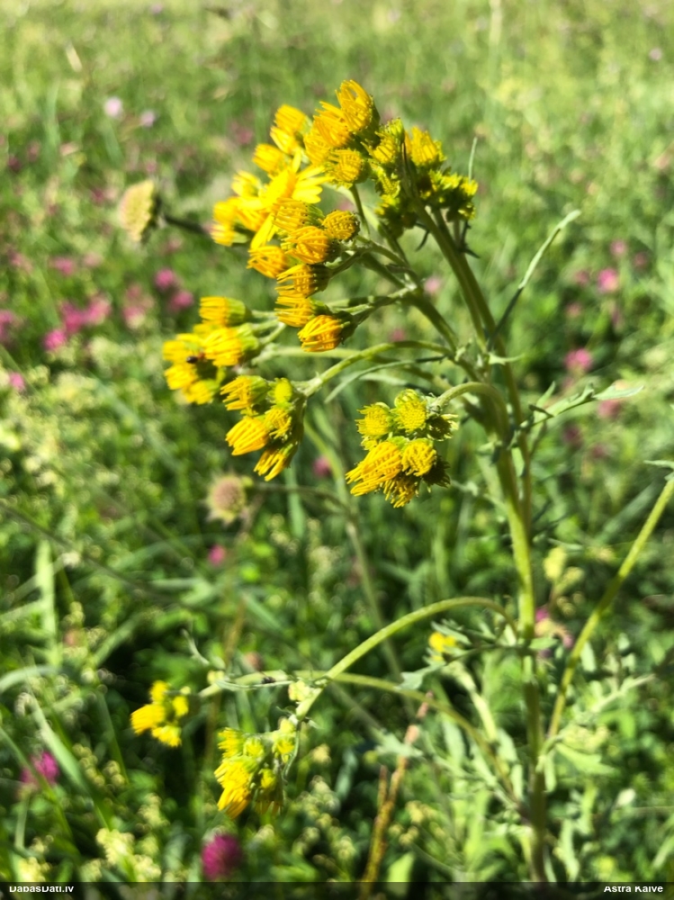 Krustaine (nenoteikta)
